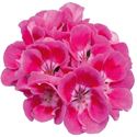 Afbeelding van Geranium Staand P12 Moonlight Vineta